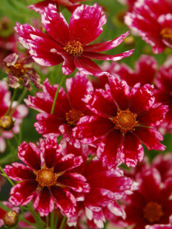 Nachyłek 'Cranberry Ice' Coreopsis