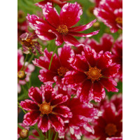 Nachyłek 'Cranberry Ice' Coreopsis