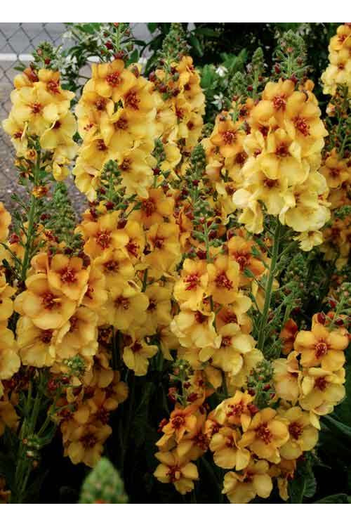 Dziewanna 'Honey Dijon' | Verbascum