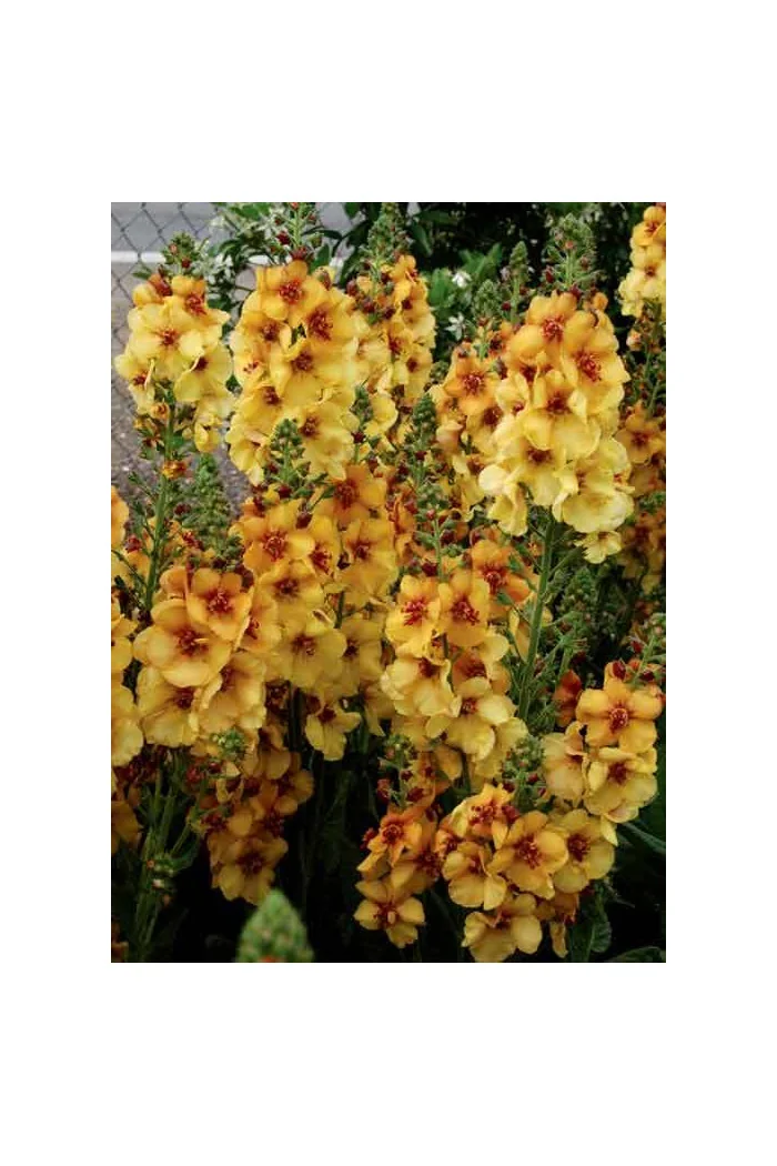 Dziewanna 'Honey Dijon' | Verbascum
