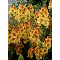 Dziewanna 'Honey Dijon' | Verbascum