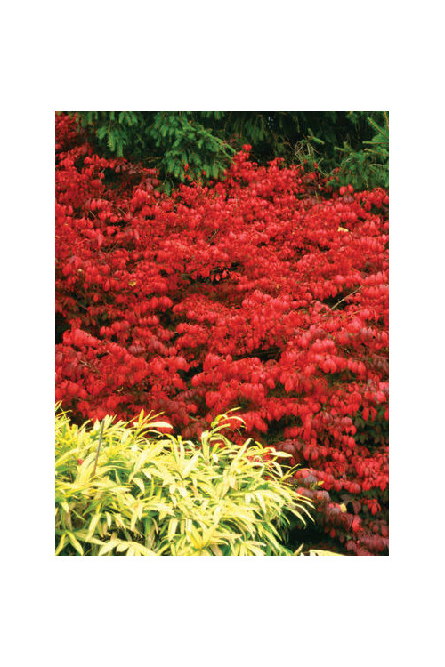 Trzmielina oskrzydlona 'Fireball' | Euonymus alatus