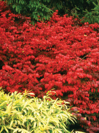 Trzmielina oskrzydlona 'Fireball' | Euonymus alatus