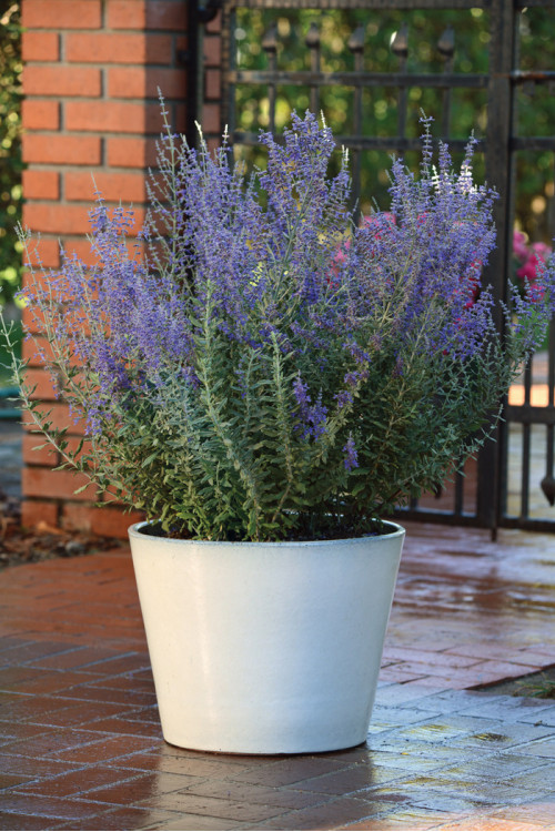 Perowskia łobodolistna 'Blue Steel' | Perovskia atriplicifolia