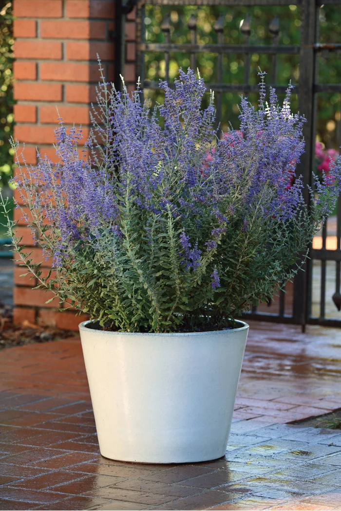 Perowskia łobodolistna 'Blue Steel' | Perovskia atriplicifolia