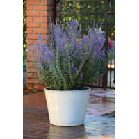 Perowskia łobodolistna 'Blue Steel' | Perovskia atriplicifolia