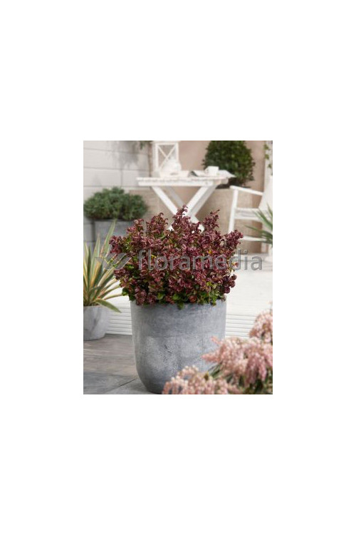 Kiścień 'Curly Red' | Leucothoe axillaris