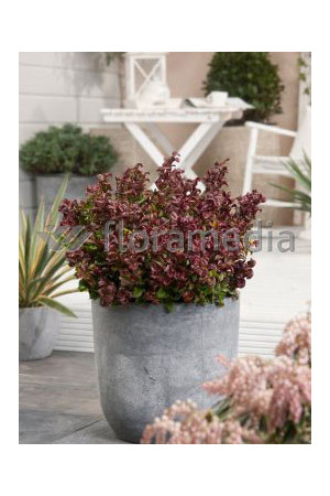 Kiścień 'Curly Red' | Leucothoe axillaris