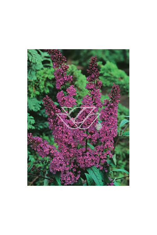 budleja, budleja border beautyl, Buddleja