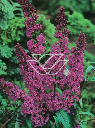 budleja, budleja border beautyl, Buddleja