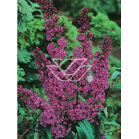 budleja, budleja border beautyl, Buddleja