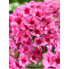 Floks wiechowaty 'Red Caribbean' Phlox panniculata