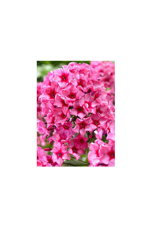 Floks wiechowaty 'Red Caribbean' Phlox panniculata