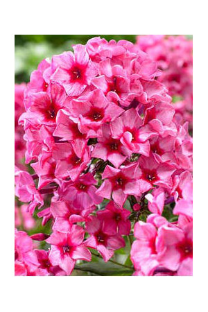 Floks wiechowaty 'Red Caribbean' Phlox panniculata