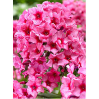 Floks wiechowaty 'Red Caribbean' Phlox panniculata