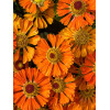 Dzielżan 'Little Orange'| Helenium
