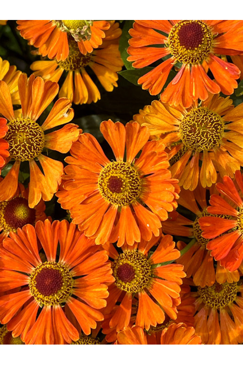 Dzielżan 'Little Orange'| Helenium