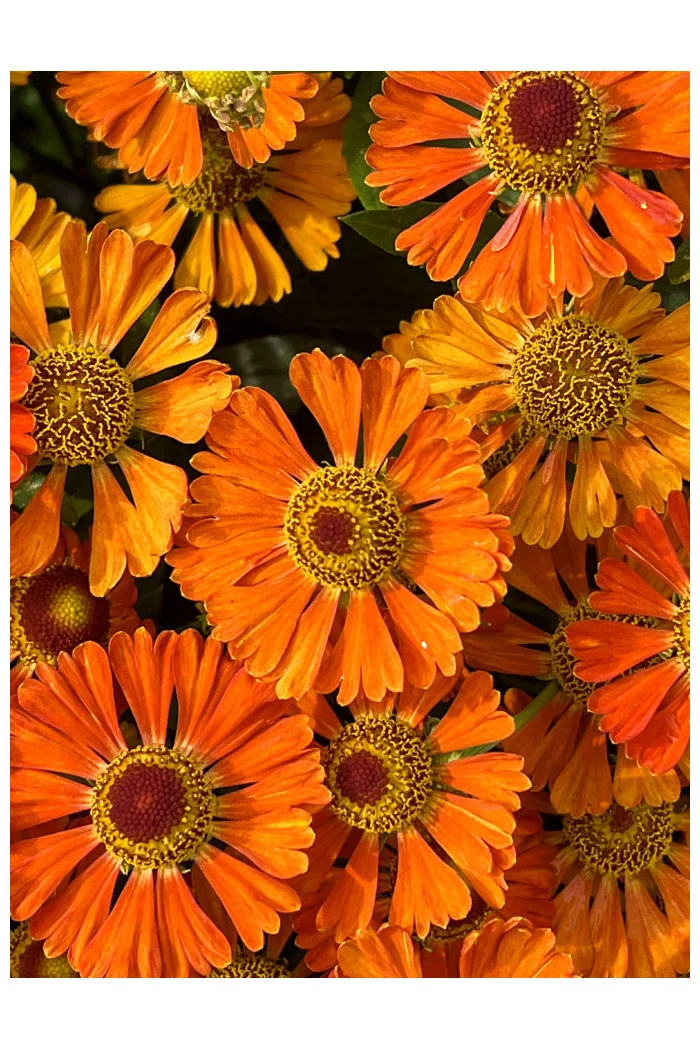 Dzielżan 'Little Orange'| Helenium
