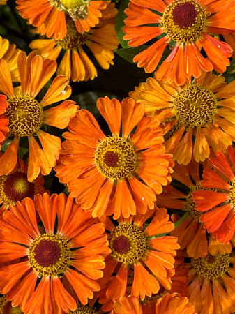 Dzielżan 'Little Orange'| Helenium