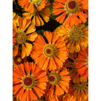 Dzielżan 'Little Orange'| Helenium