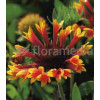 Gailardia 'Fanfare Blaze' Gaillardia