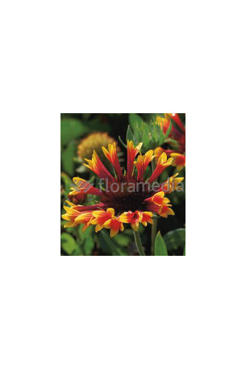 Gailardia 'Fanfare Blaze' Gaillardia