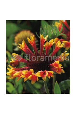 Gailardia 'Fanfare Blaze' Gaillardia