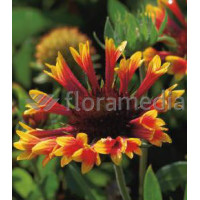 Gailardia 'Fanfare Blaze' Gaillardia
