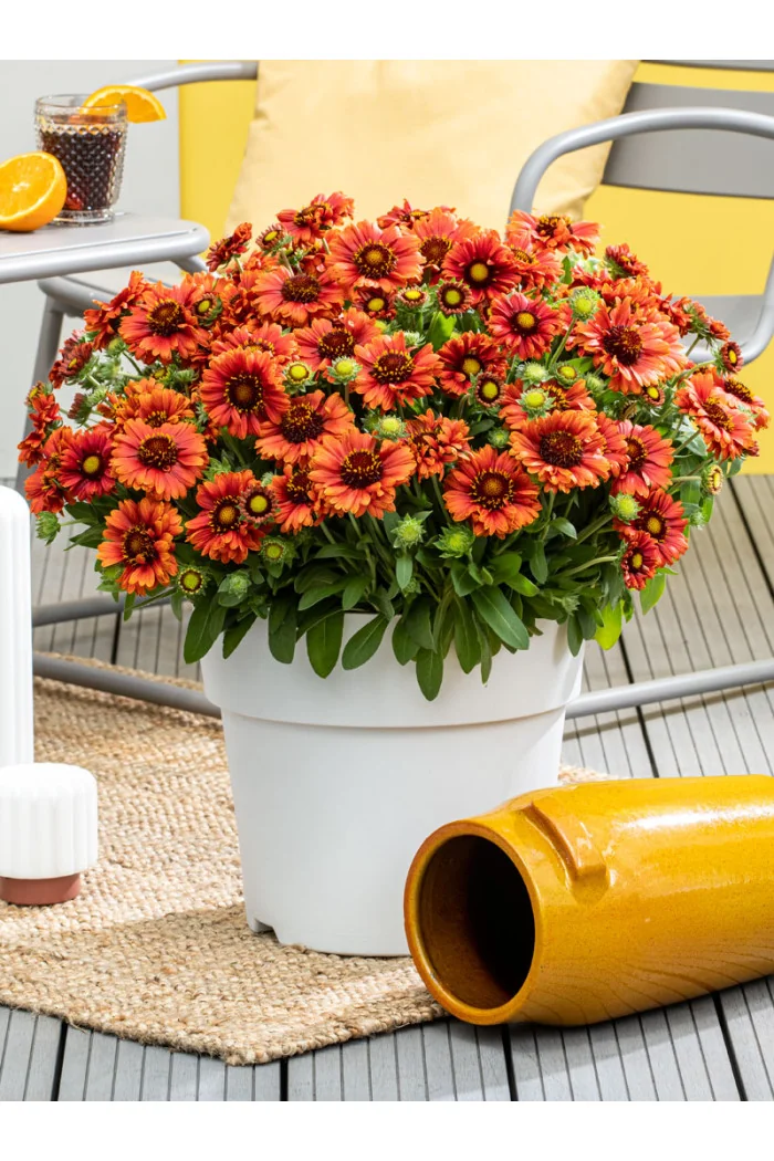 Gailardia 'Guapa Flamenco Red' | Gaillardia