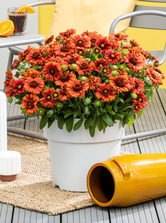Gailardia 'Guapa Flamenco Red' | Gaillardia