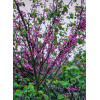 Judaszowiec kanadyjski | Cercis canadensis