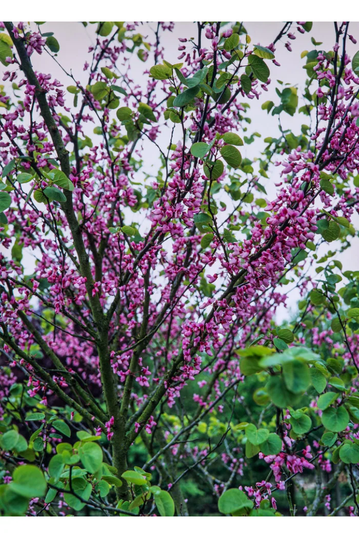 Judaszowiec kanadyjski | Cercis canadensis