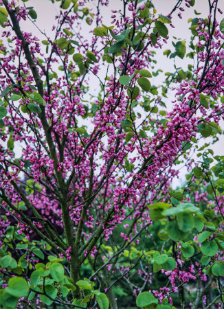 Judaszowiec kanadyjski | Cercis canadensis