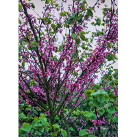 Judaszowiec kanadyjski | Cercis canadensis