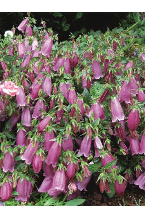 Dzwonek 'Campanello Red' Campanula