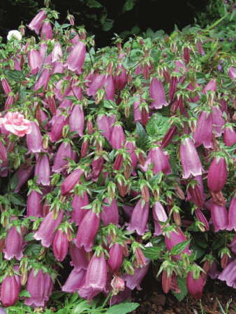 Dzwonek 'Campanello Red' Campanula