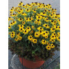 Rudbekia 'Sun Ka Ching' | Rudbeckia