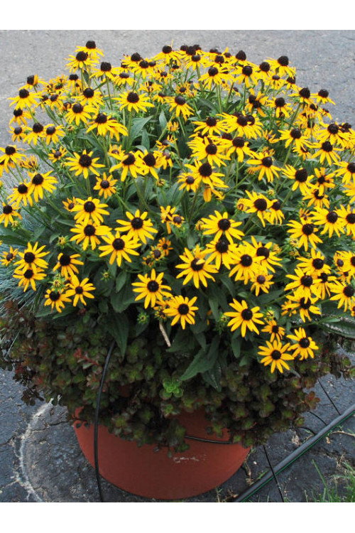 Rudbekia 'Sun Ka Ching' | Rudbeckia