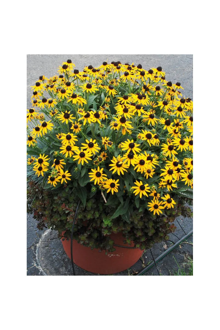 Rudbekia 'Sun Ka Ching' | Rudbeckia