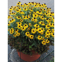 Rudbekia 'Sun Ka Ching' | Rudbeckia