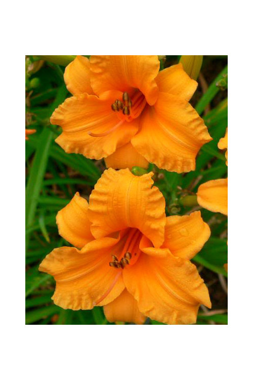 Liliowiec 'Bertie Feris' Hemerocallis
