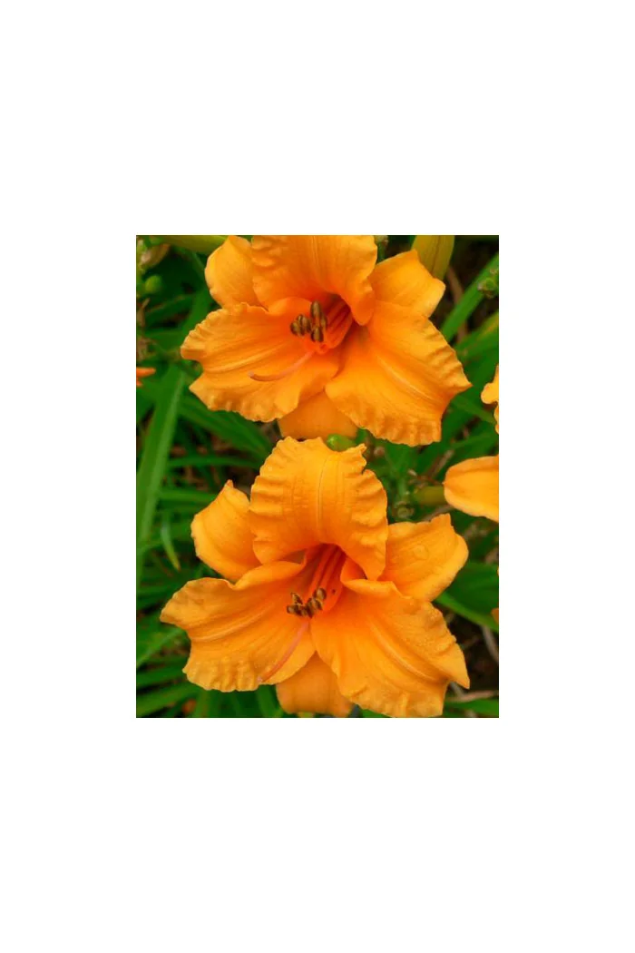 Liliowiec 'Bertie Feris' Hemerocallis