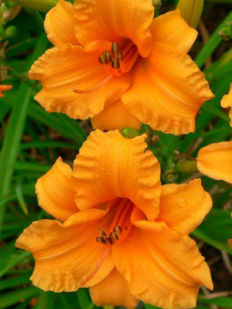 Liliowiec 'Bertie Feris' Hemerocallis