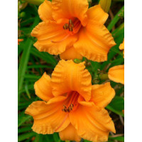 Liliowiec 'Bertie Feris' Hemerocallis