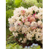 Różanecznik 'Percy Wiseman' | Rhododendron