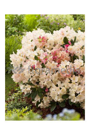 Różanecznik 'Percy Wiseman' | Rhododendron