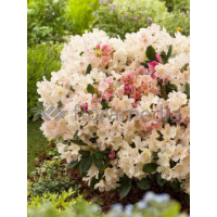 Różanecznik 'Percy Wiseman' | Rhododendron