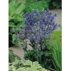 Mikołajek płaskolistny 'Blue Hobbit' | Eryngium planum