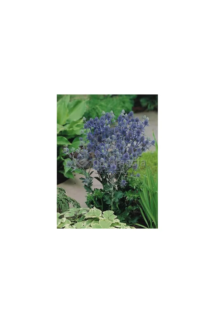 Mikołajek płaskolistny 'Blue Hobbit' | Eryngium planum