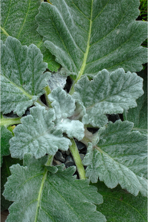 Szałwia srebrzysta | Salvia argentea